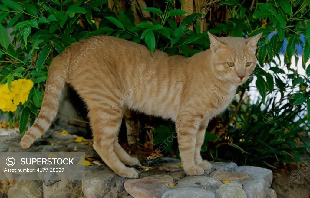 Domestic Cat on Stone Wall under Bush