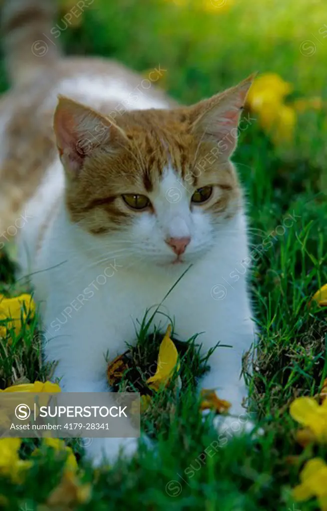 Domestic Cat laying among yellow Blossoms in Grass
