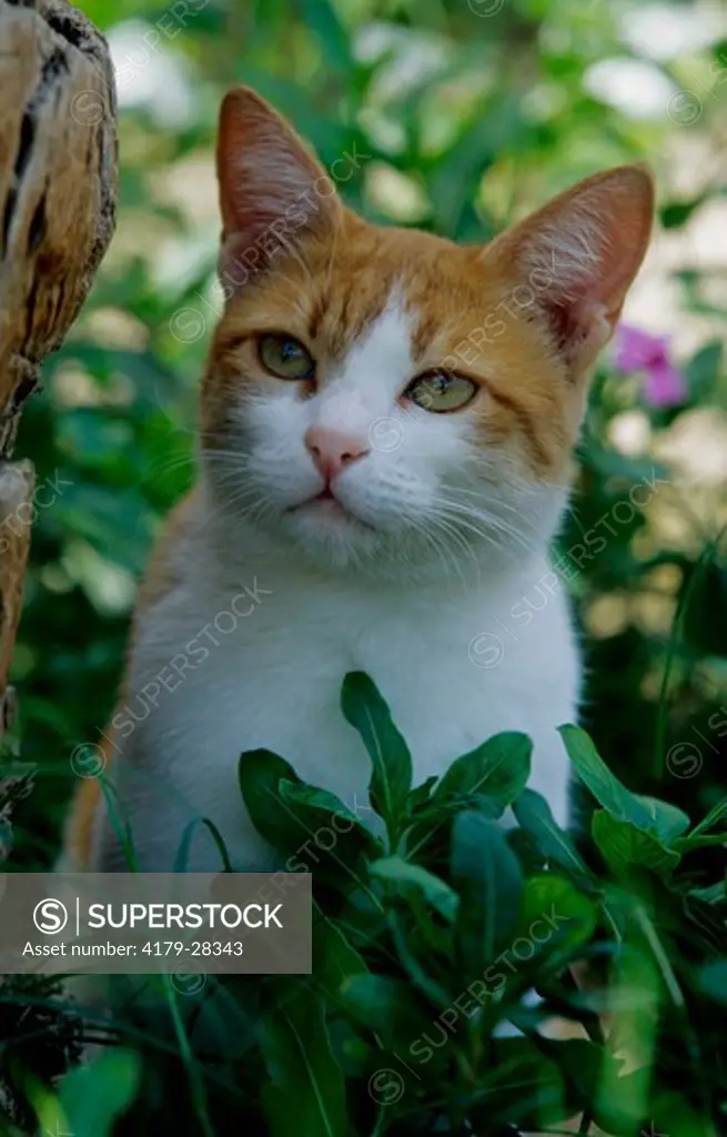 Domestic Cat sitting in Grass