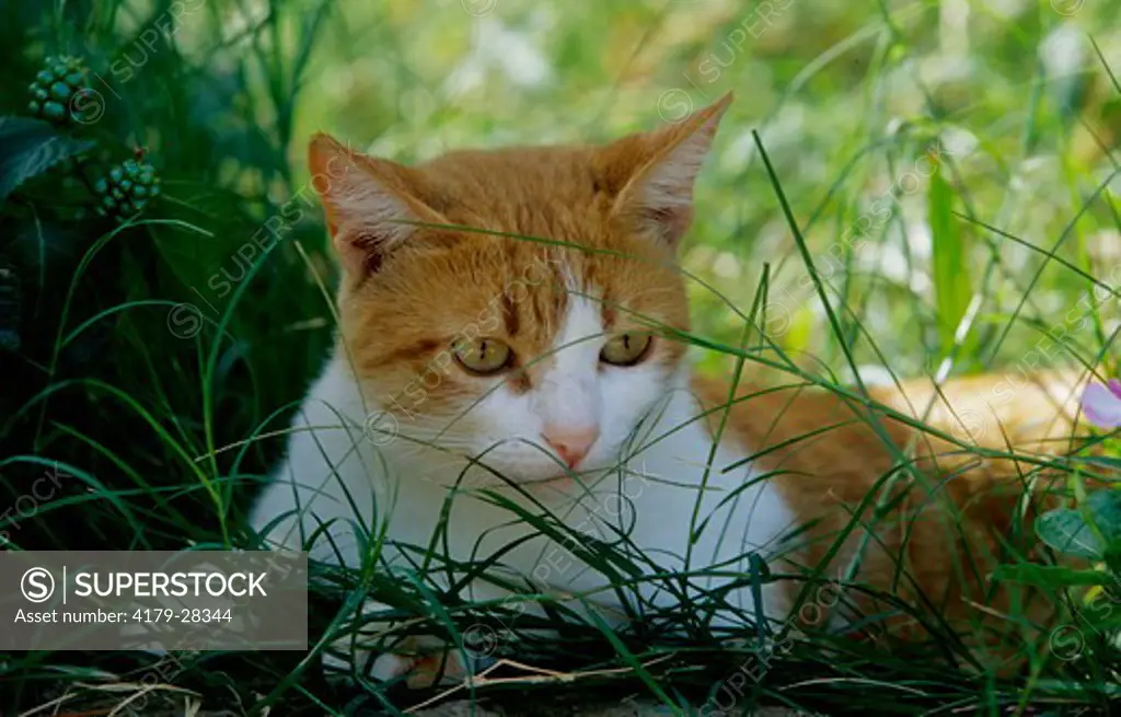 Domestic Cat laying in Grass