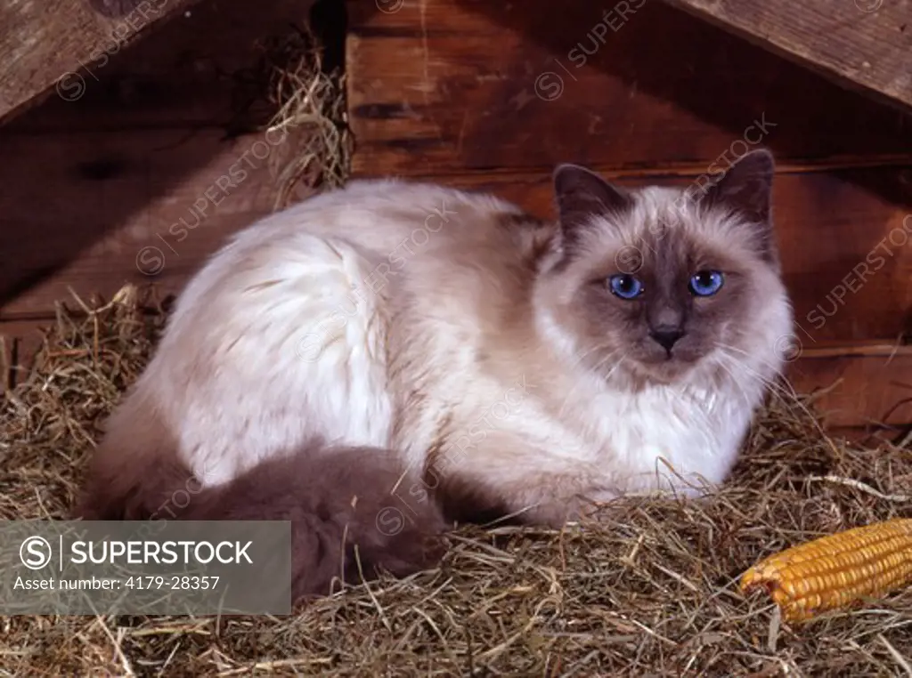 Burmese Cat sitting in Hay