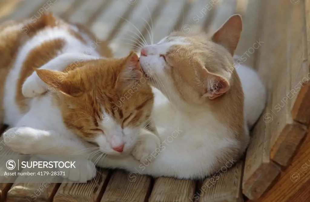Domestic Cats cuddling on Bench
