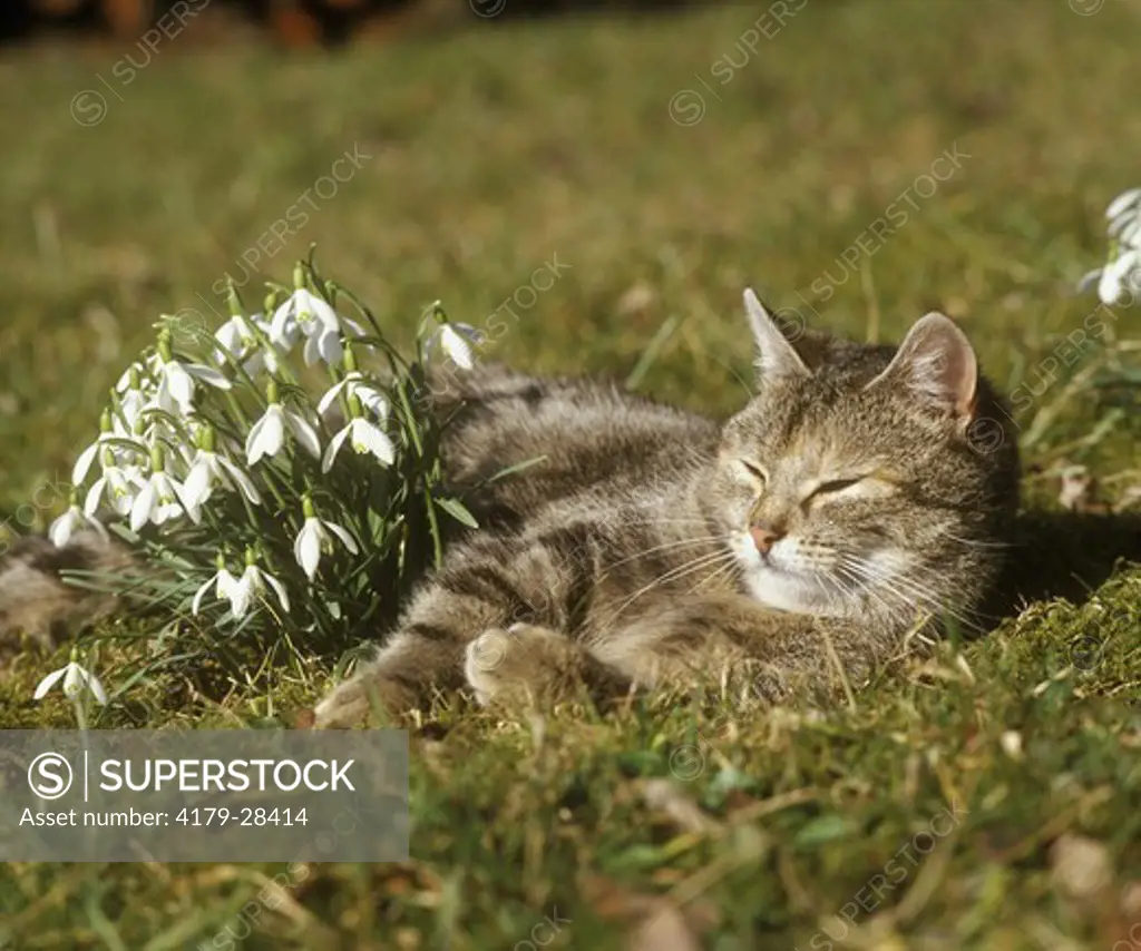 Cat: Tired in Spring