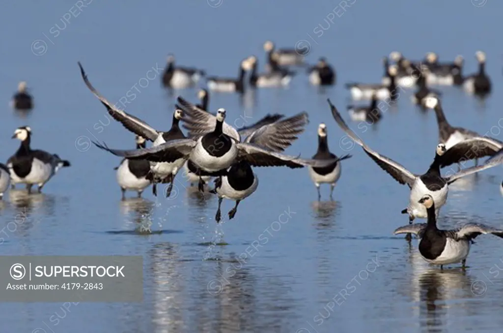 Migration, Barnacle Geese in Flight (Branta leucopsis)