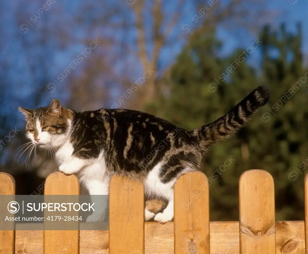 Tom Cat on fence