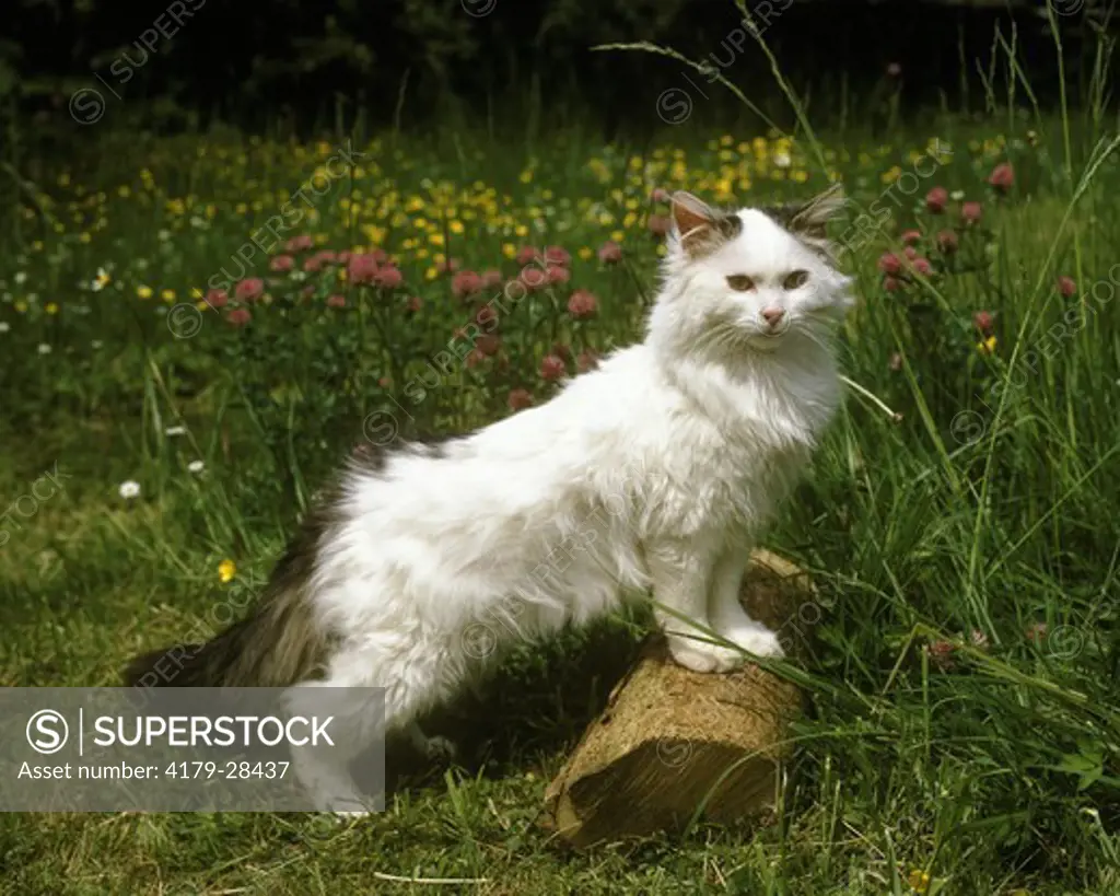 Tom Cat in meadow