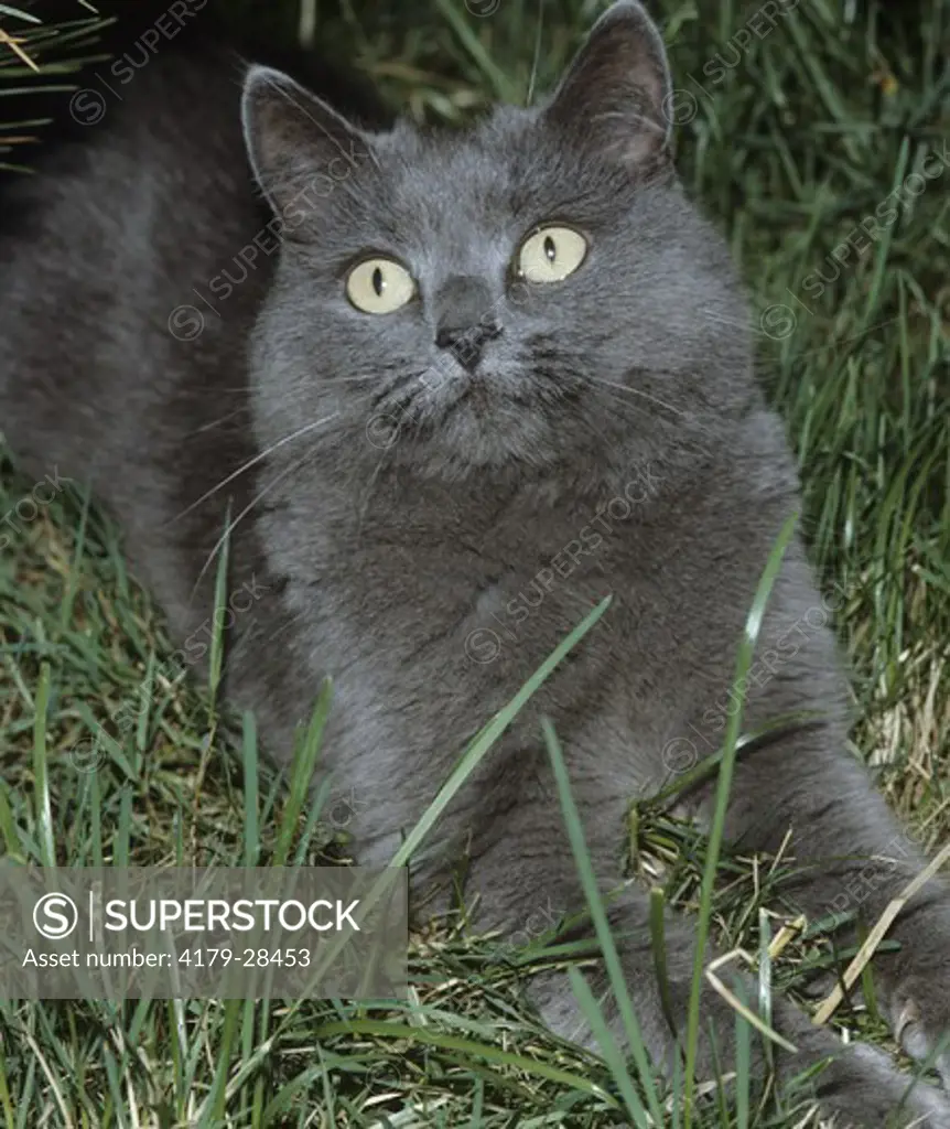 British Shorthair Blue Cat in Grass