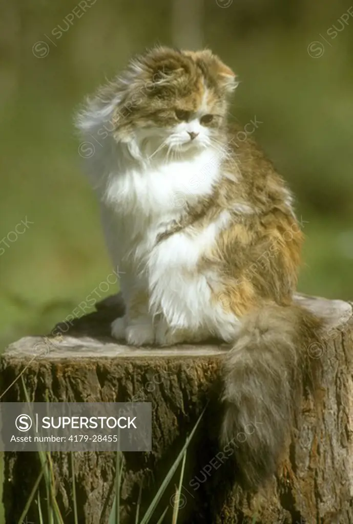 Scottish Fold Cat, long hair tortoiseshell