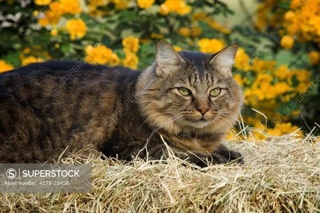 Maine Coon resting on hay bale
