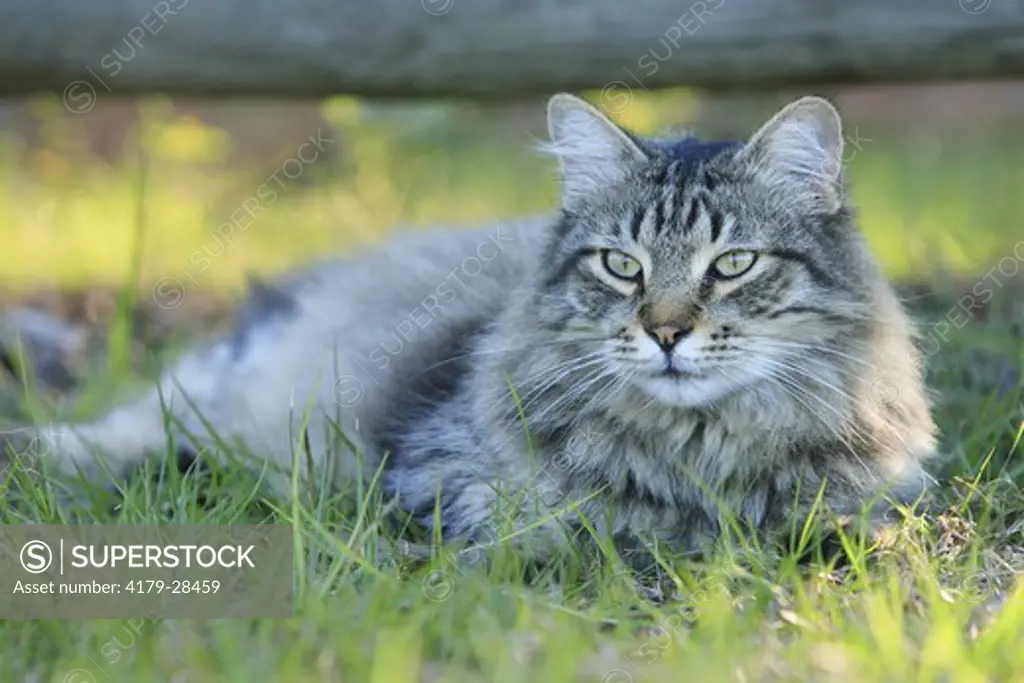Maine Coon laying in grass, Central Florida yard