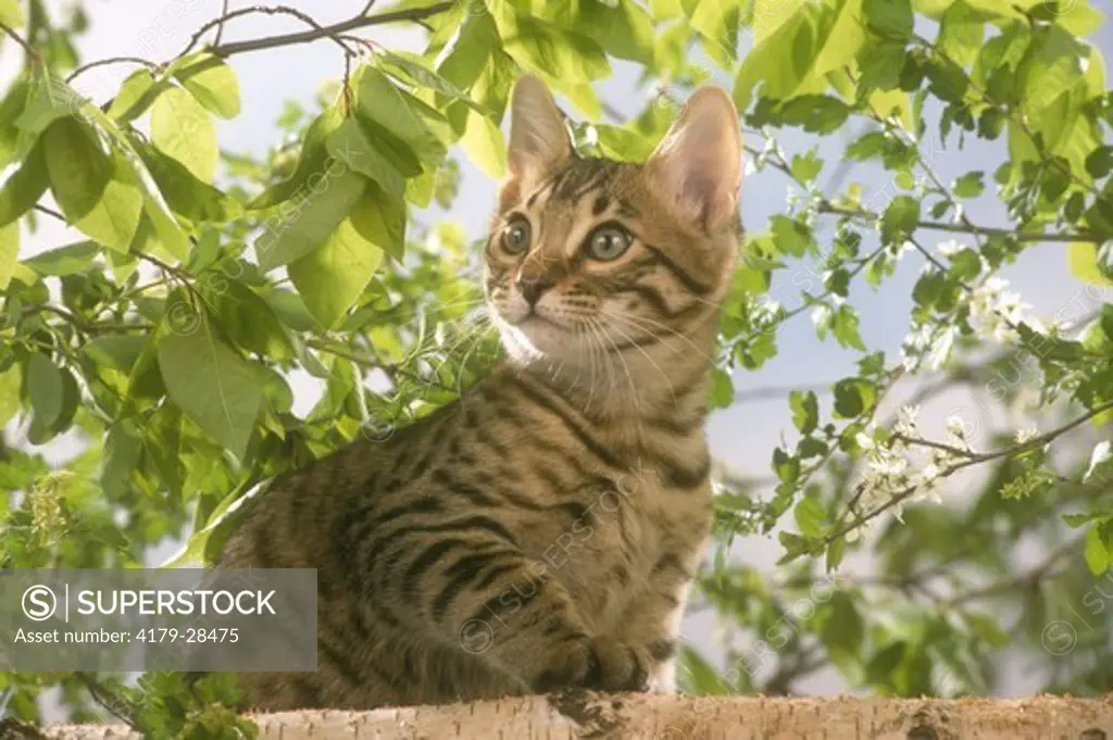 Bengal Cat