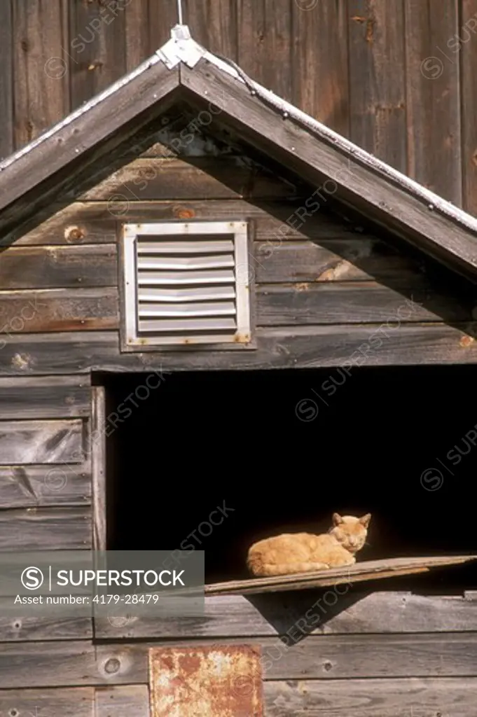 Farm Cat sitting in barn  Central New York