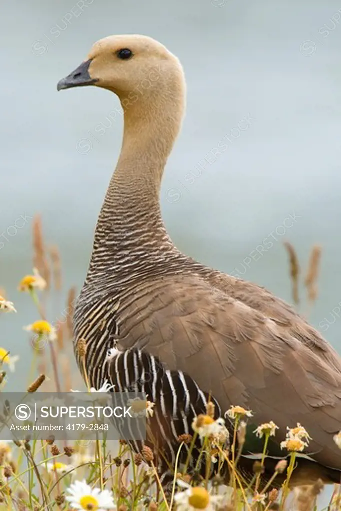 Upland Goose (Chloephaga picta), female, Torres del Paine National Park, southern Chile