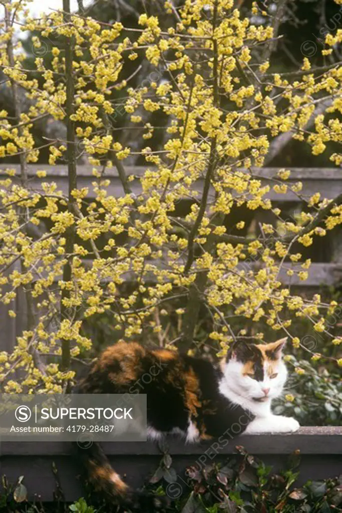 Tortoiseshell Cat on Railing in Garden with Cornelian Cherry in Bloom
