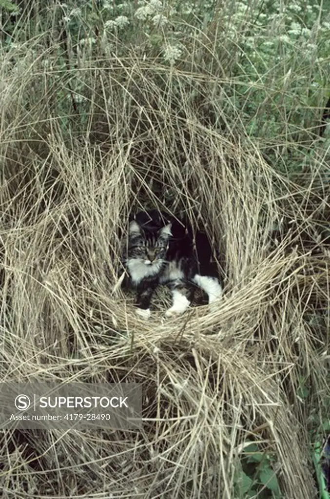 Cat in Winter Rye Nest in Garden - New Lebanon, NY
