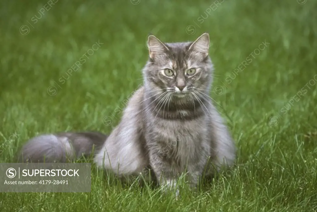 Norwegian Forest Cat, Blue & Silver