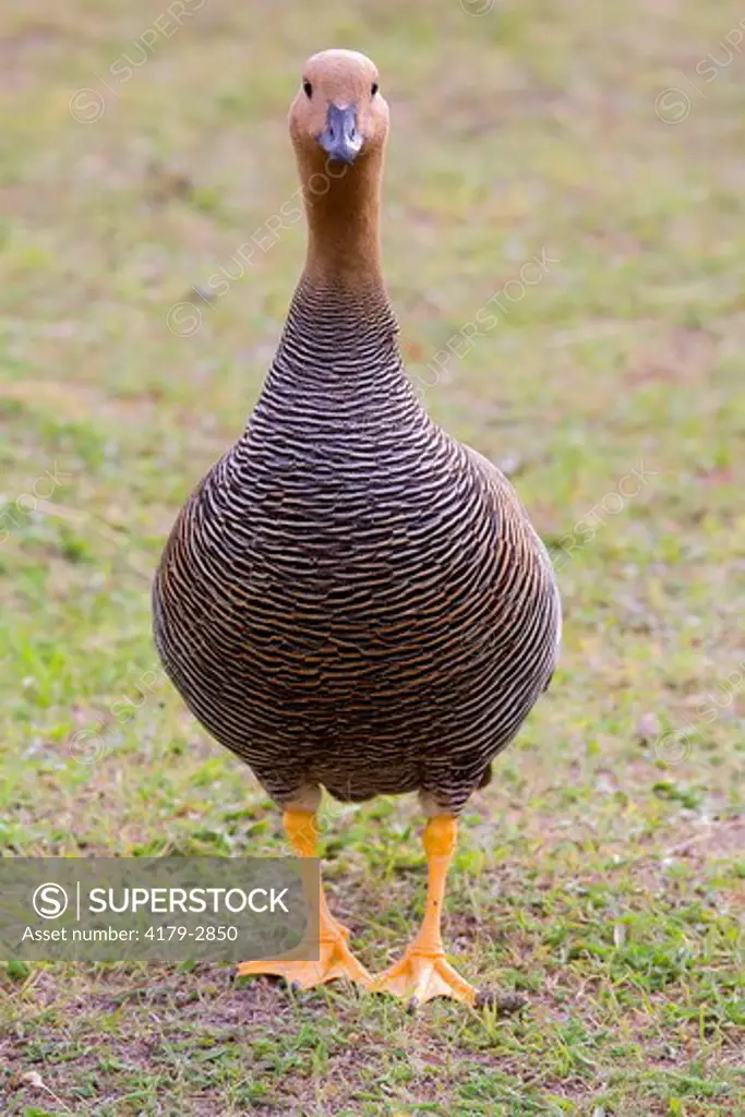 Upland Goose (Chloephaga picta), female, Torres del Paine National Park, southern Chile