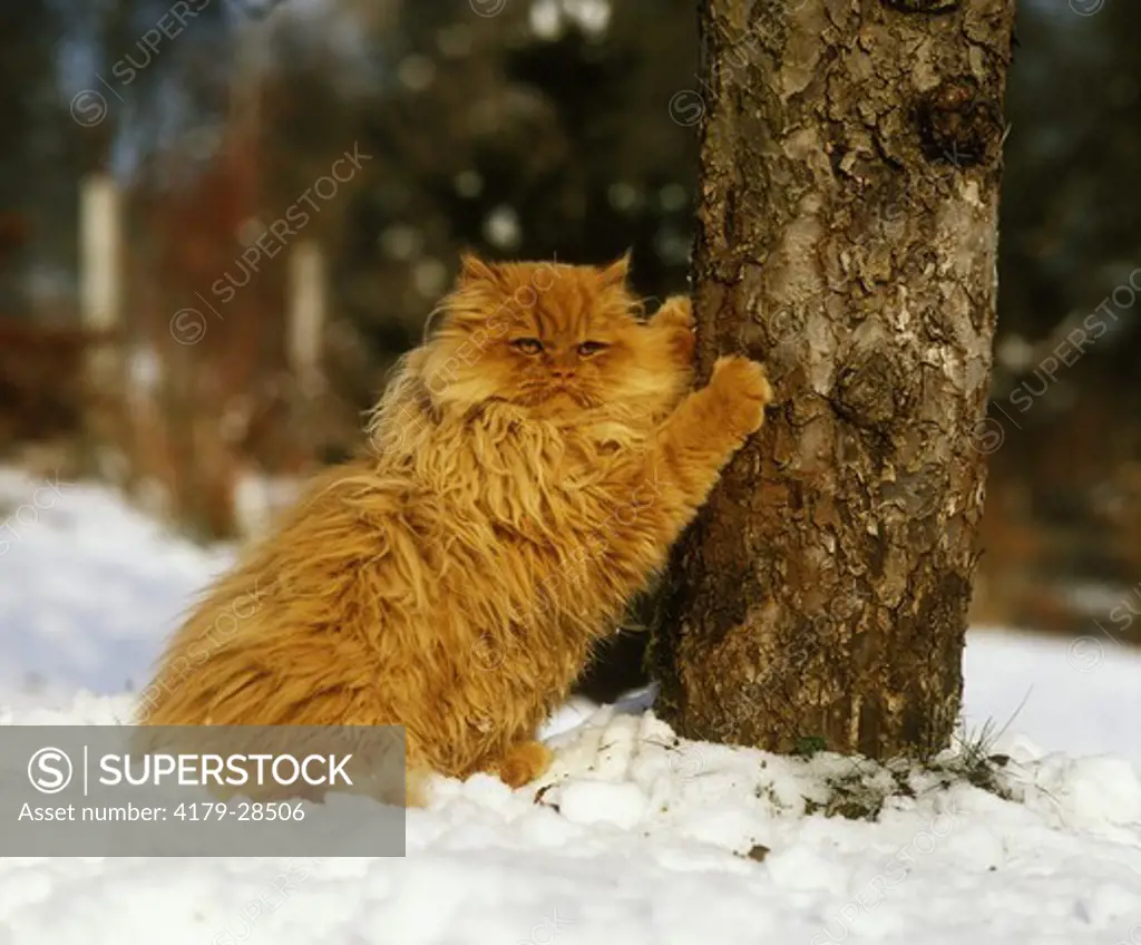 Persian Cat in winter