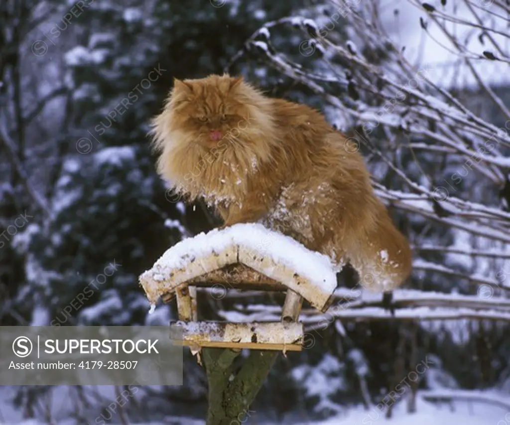Persian Cat in Winter Where are the Birds