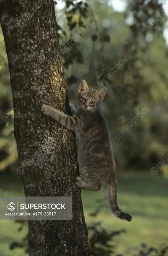 Cat climbing on trunk of tree