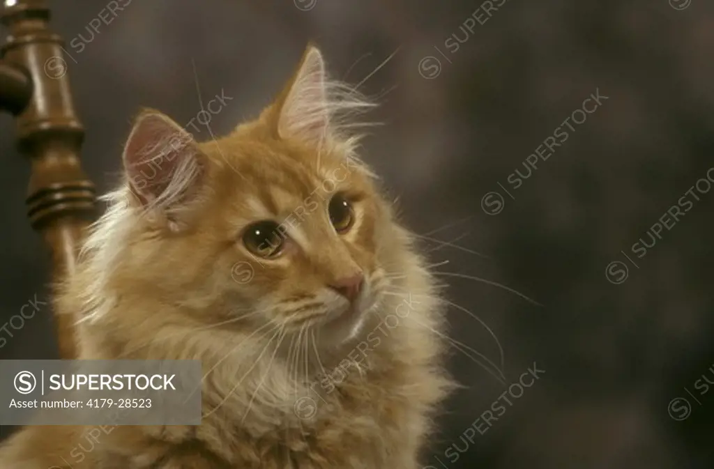 Norwegian Forest Cat South Africa