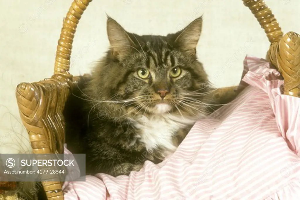 Maine Coon cat in basket
