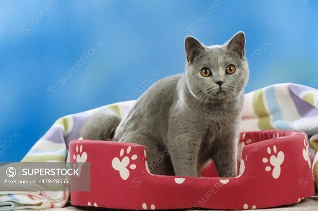 Gray British Shorthair Cat in Cat Bed