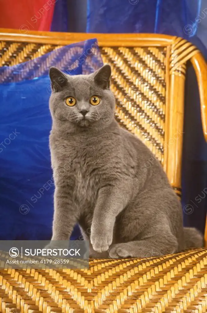 British Shorthair Cat, Blue (Gray)