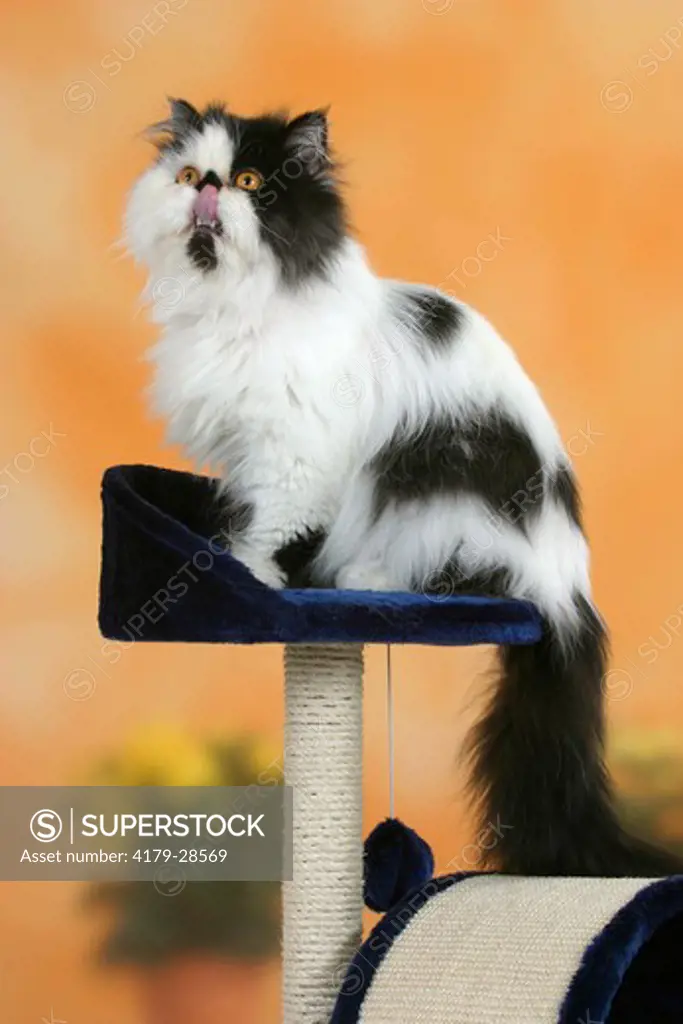 Persian Cat, tomcat, black-white