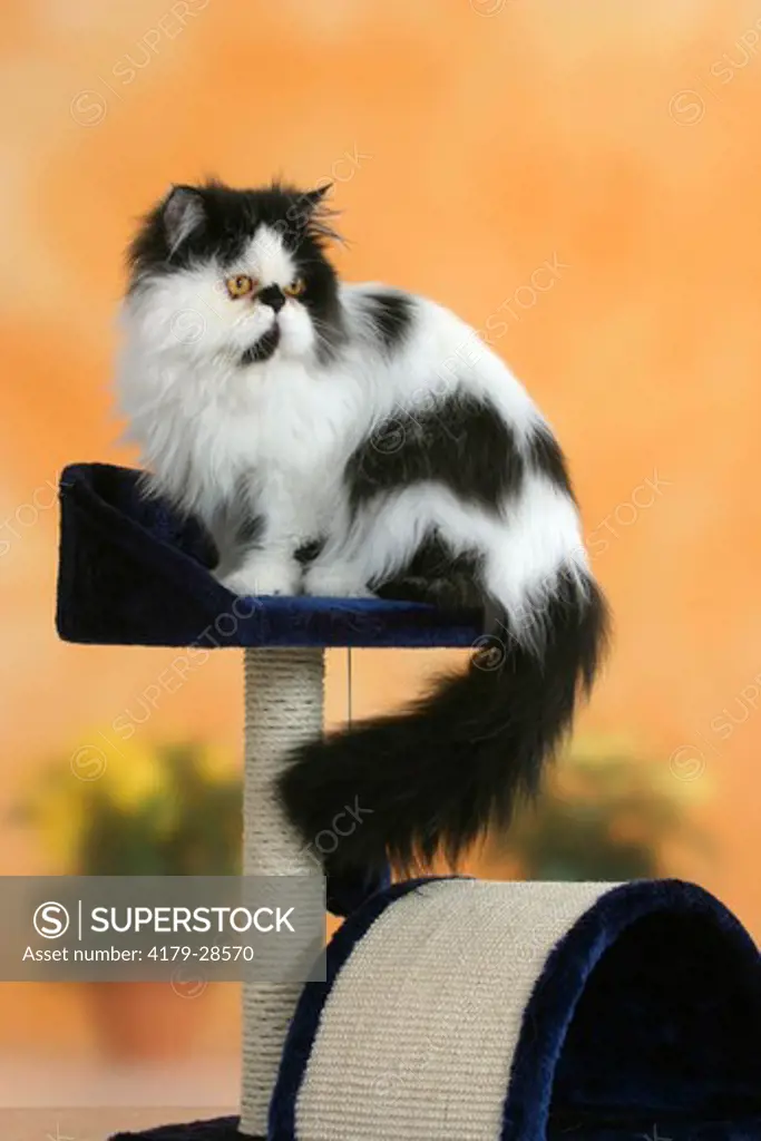 Persian Cat, tomcat, black-white