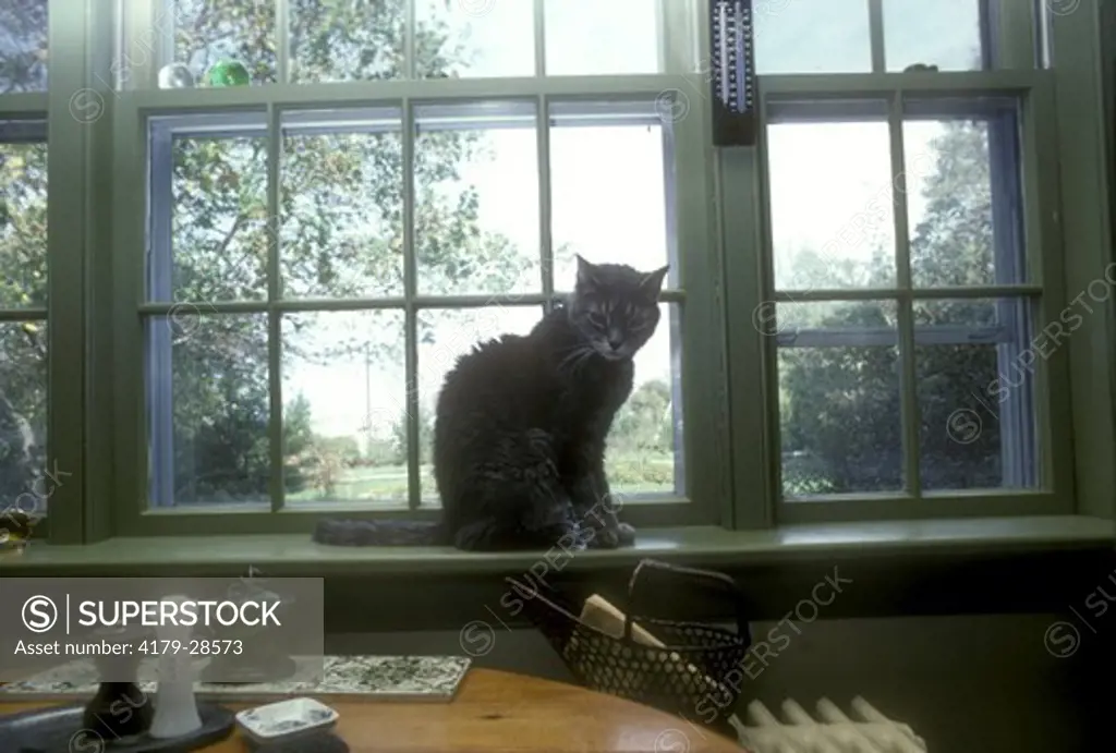 Old Housecat on Windowsill Massachusetts