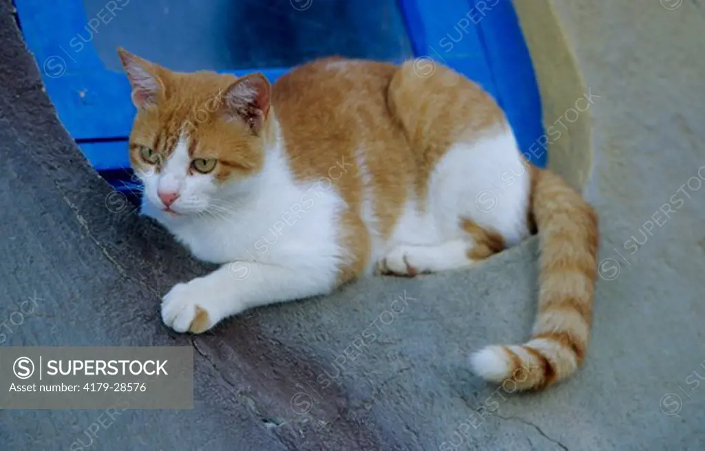 Domestic Cat laying in front of blue Window