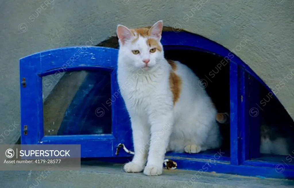 Domestic Cat sitting in front of blue Window