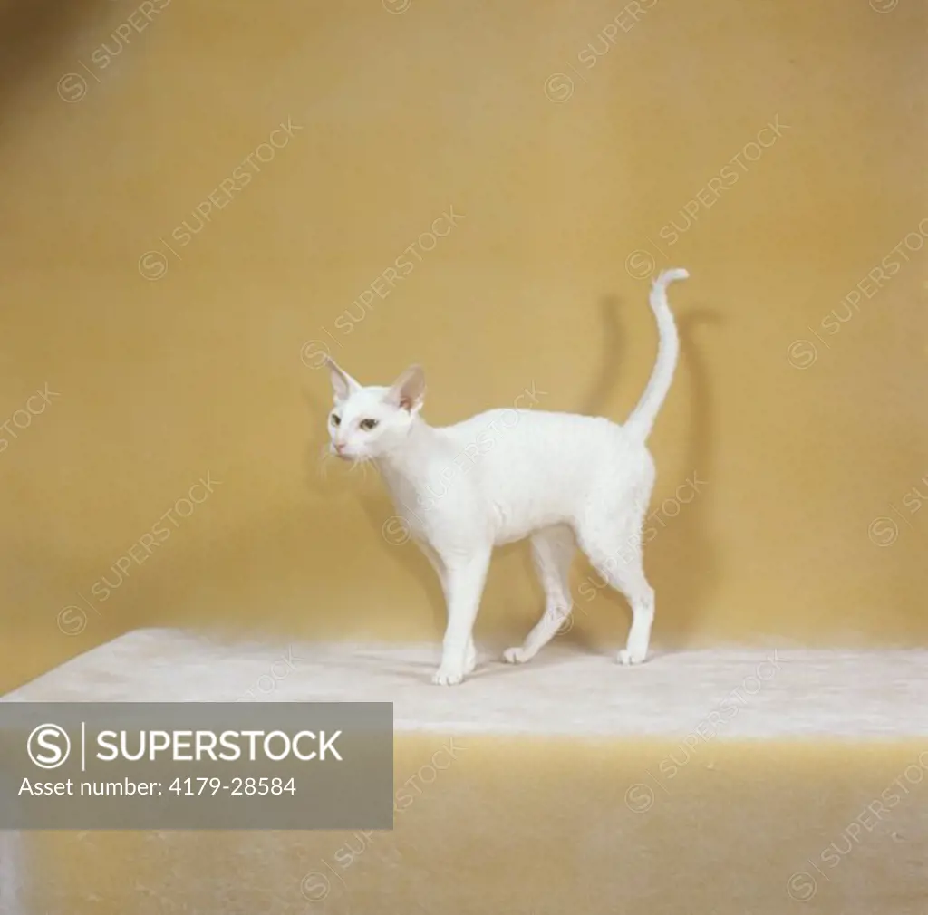 Devon Rex Cat, white