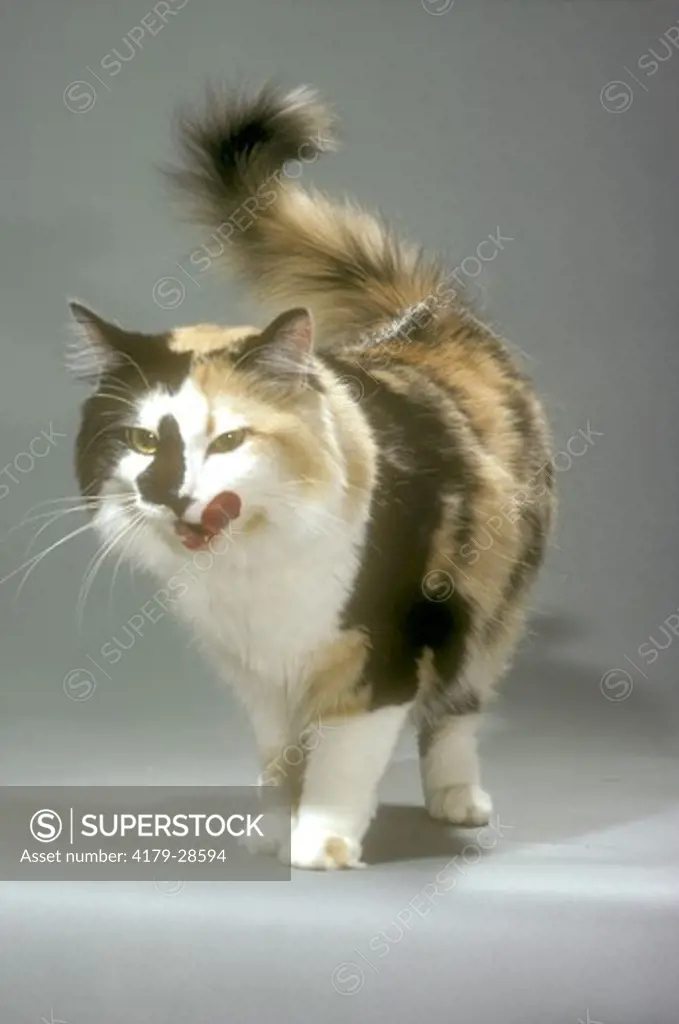 Perky Calico Cat