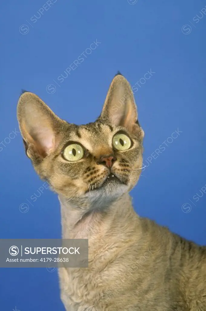 Devon Rex Cat Portrait