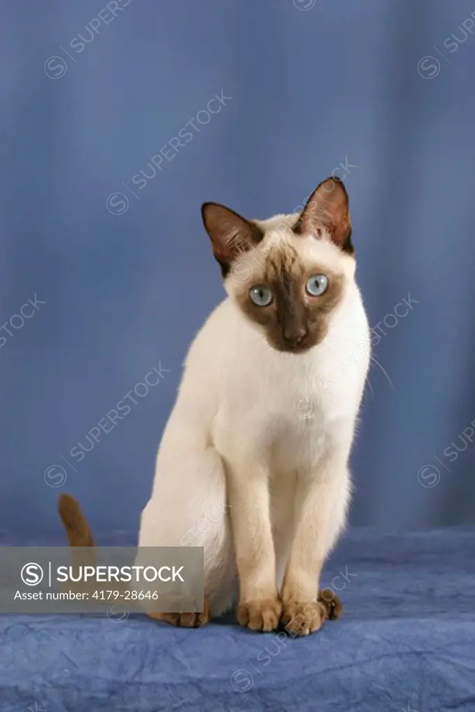 Classic Siamese Cat, chocolate-point