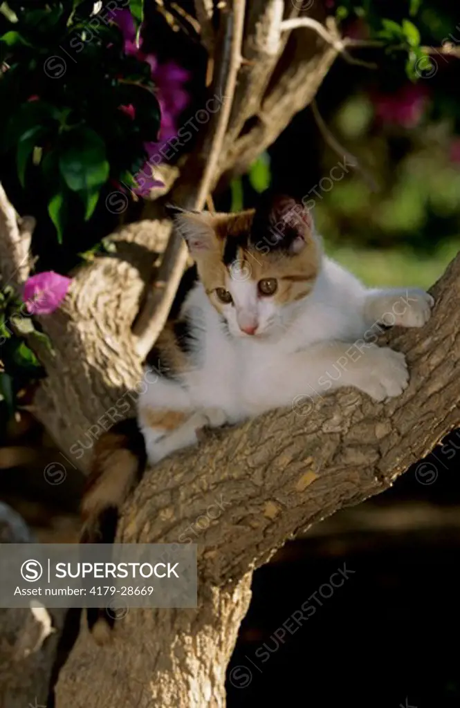 Domestic Kitten in Tree