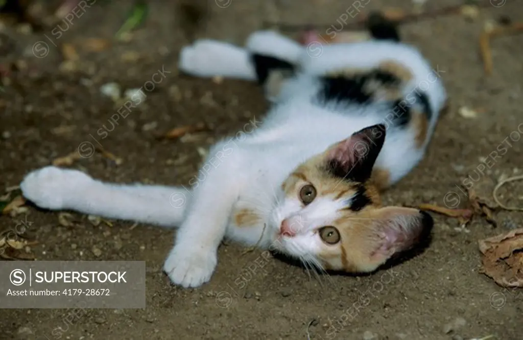 Domestic Kitten rolling on Floor