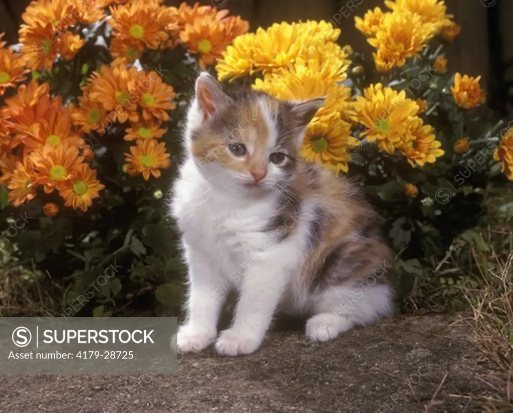 Kitten & Chrysanthemums