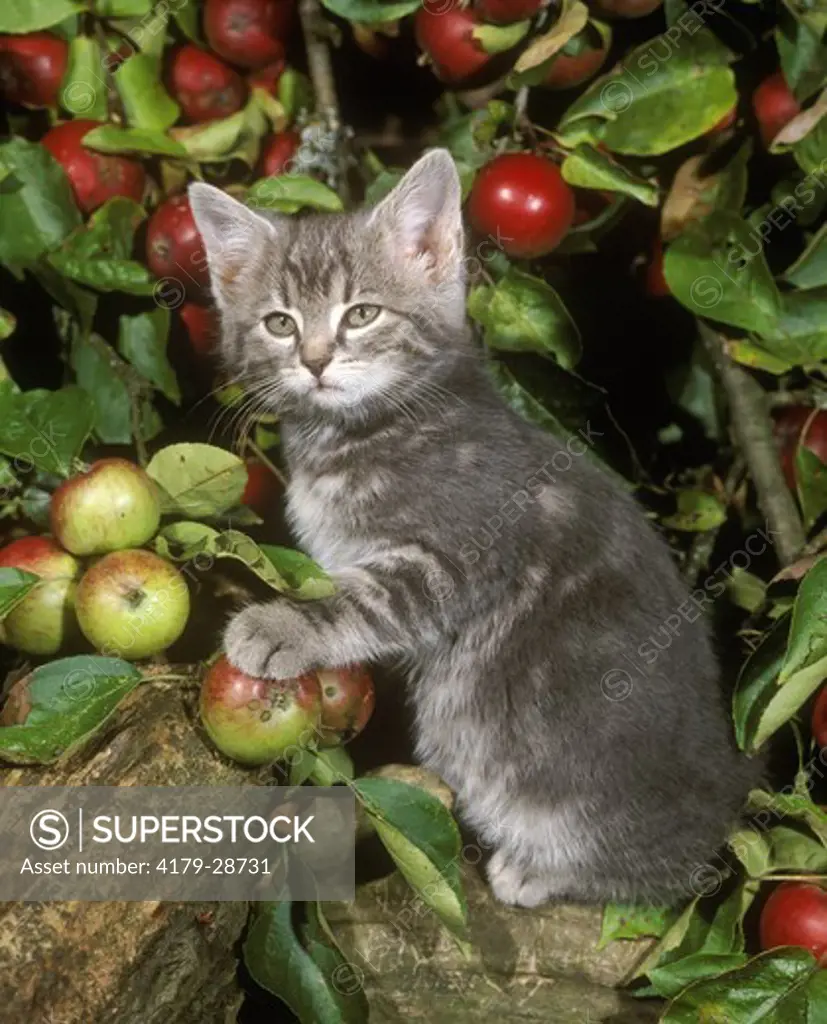 Kitten in Apple Tree in Autumn