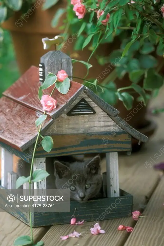 Kitten in Birdhouse Western Pennsylvania