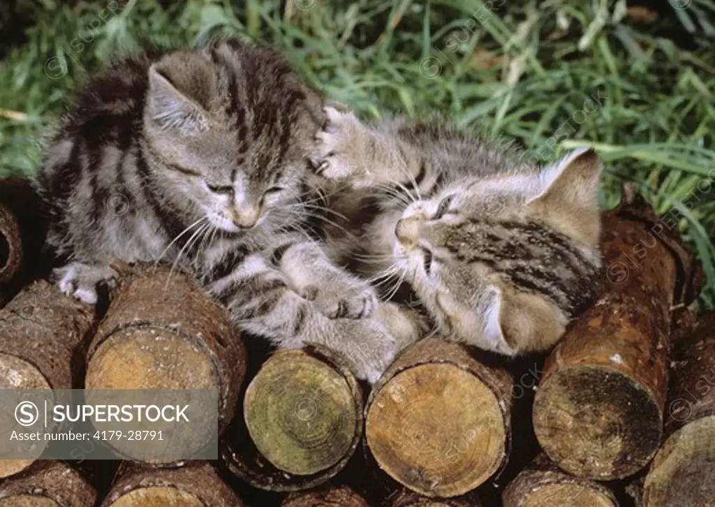 Kittens Playing on Wood Pile