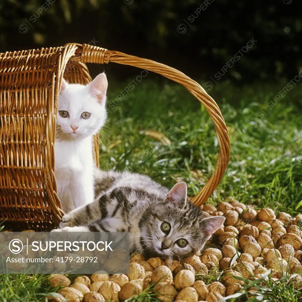 Kittens & Basket with Nuts