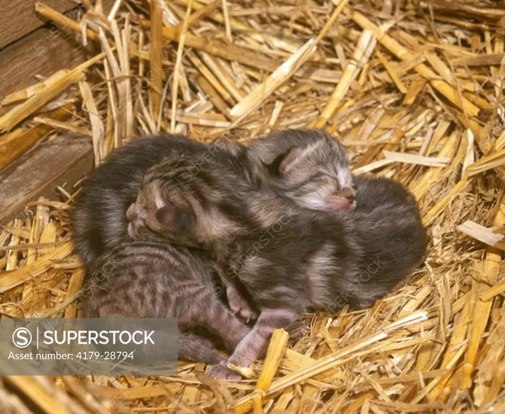 Kittens: 1 Day Old