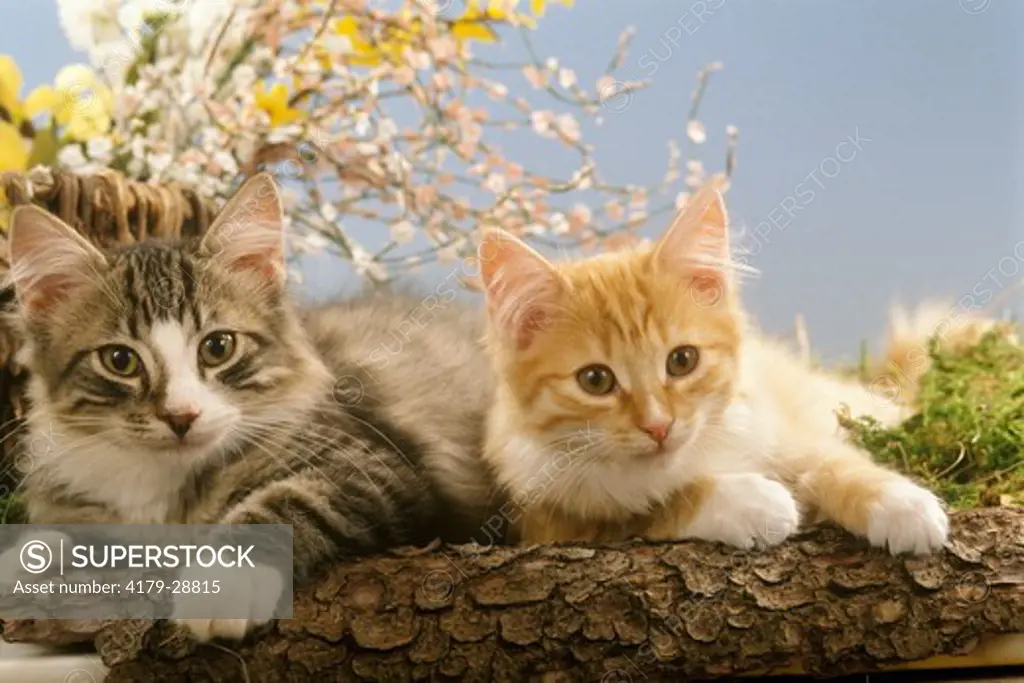 Norwegian Forest Kittens