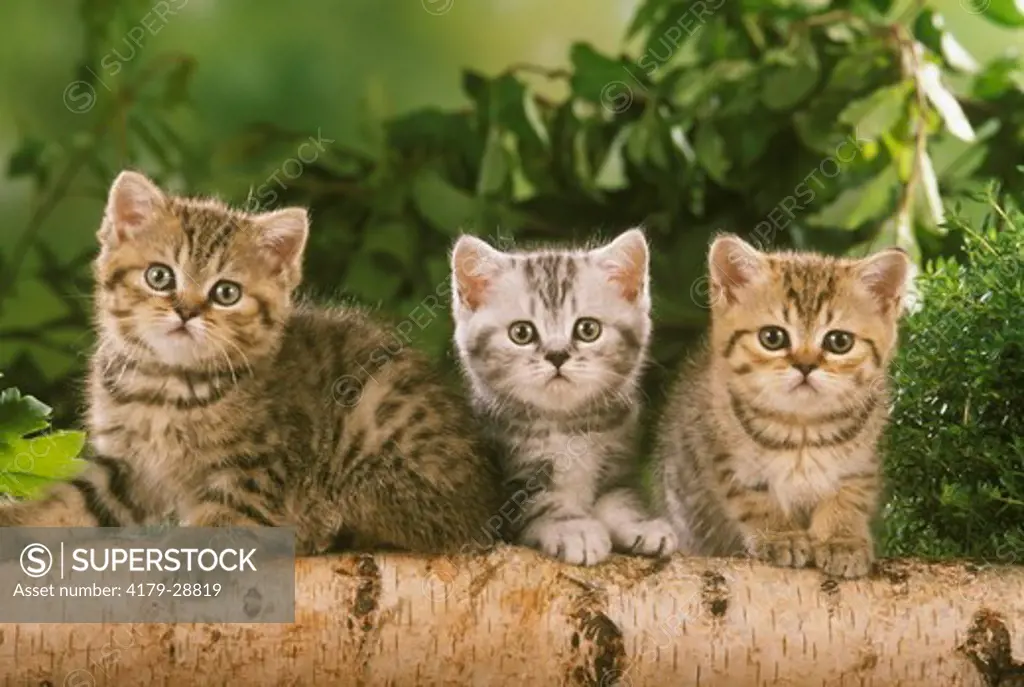 Three Kittens: British Shorthair silver & golden Tabbies