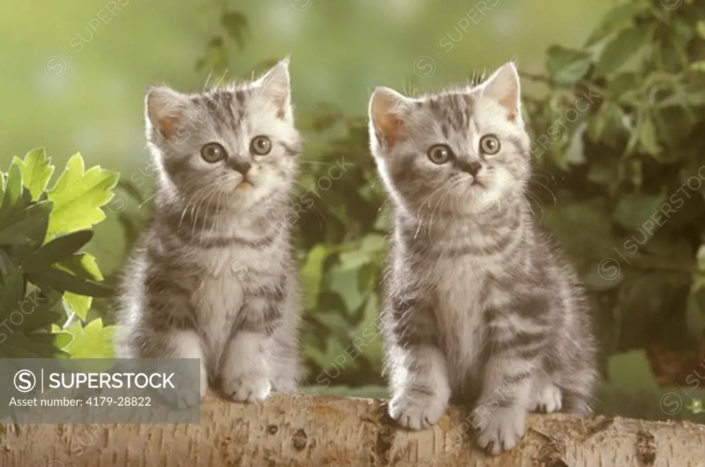 Two Kittens: British Shorthair Silver Tabby
