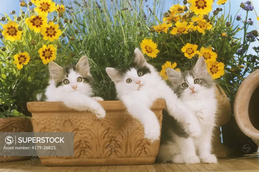 Maine Coon Kittens in Flower Pots