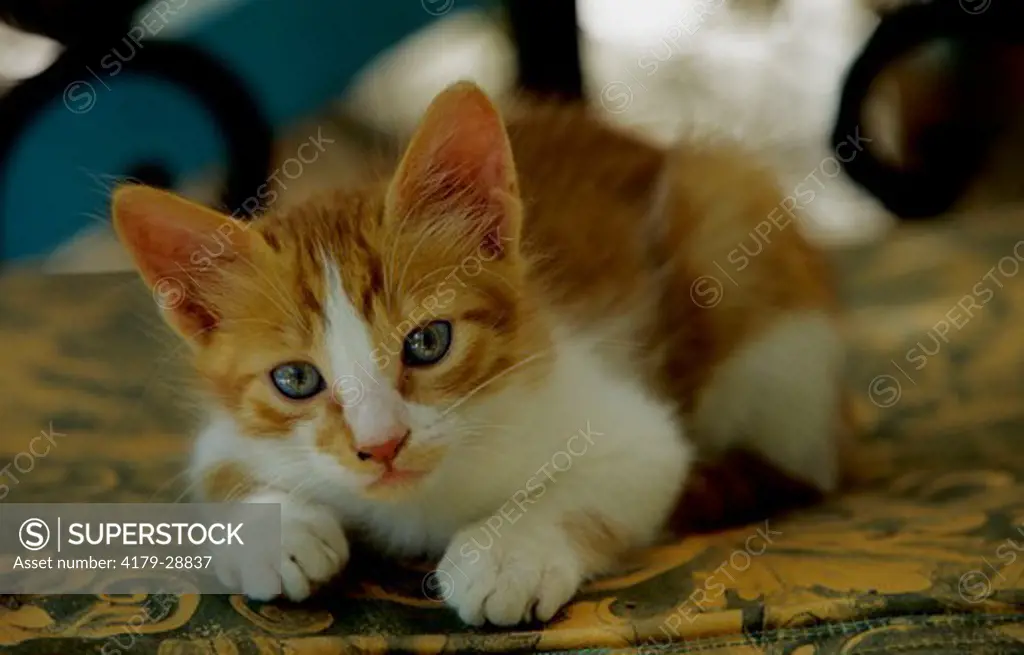 Kitten laying on Chair